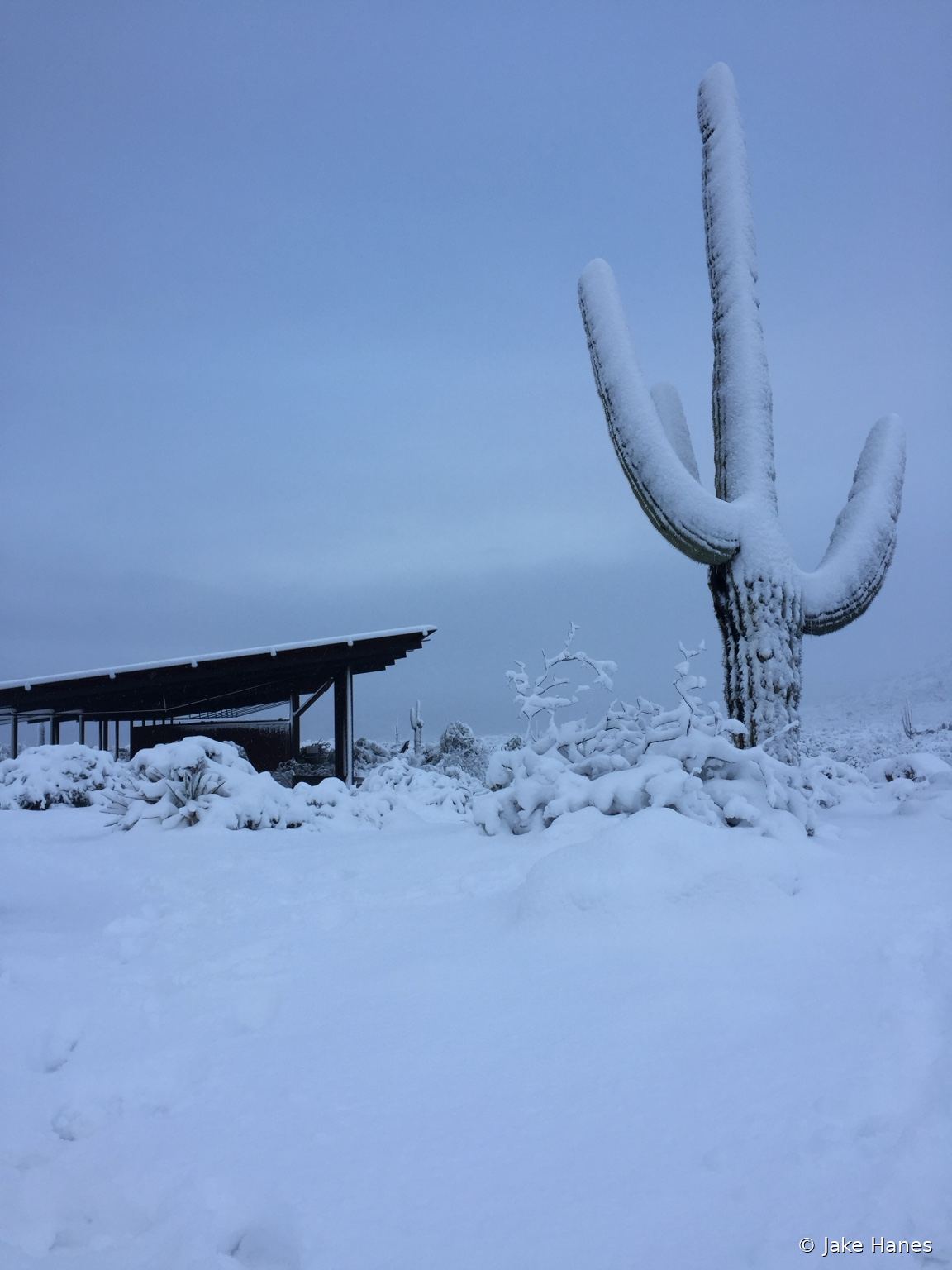 Snow-covered saguaro in the Sonoran Desert